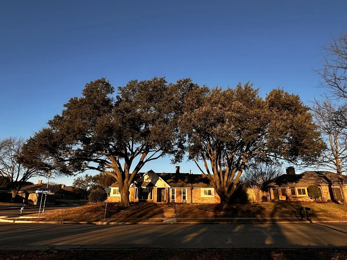 Established residential canopy tree shading a home in Groveoak
